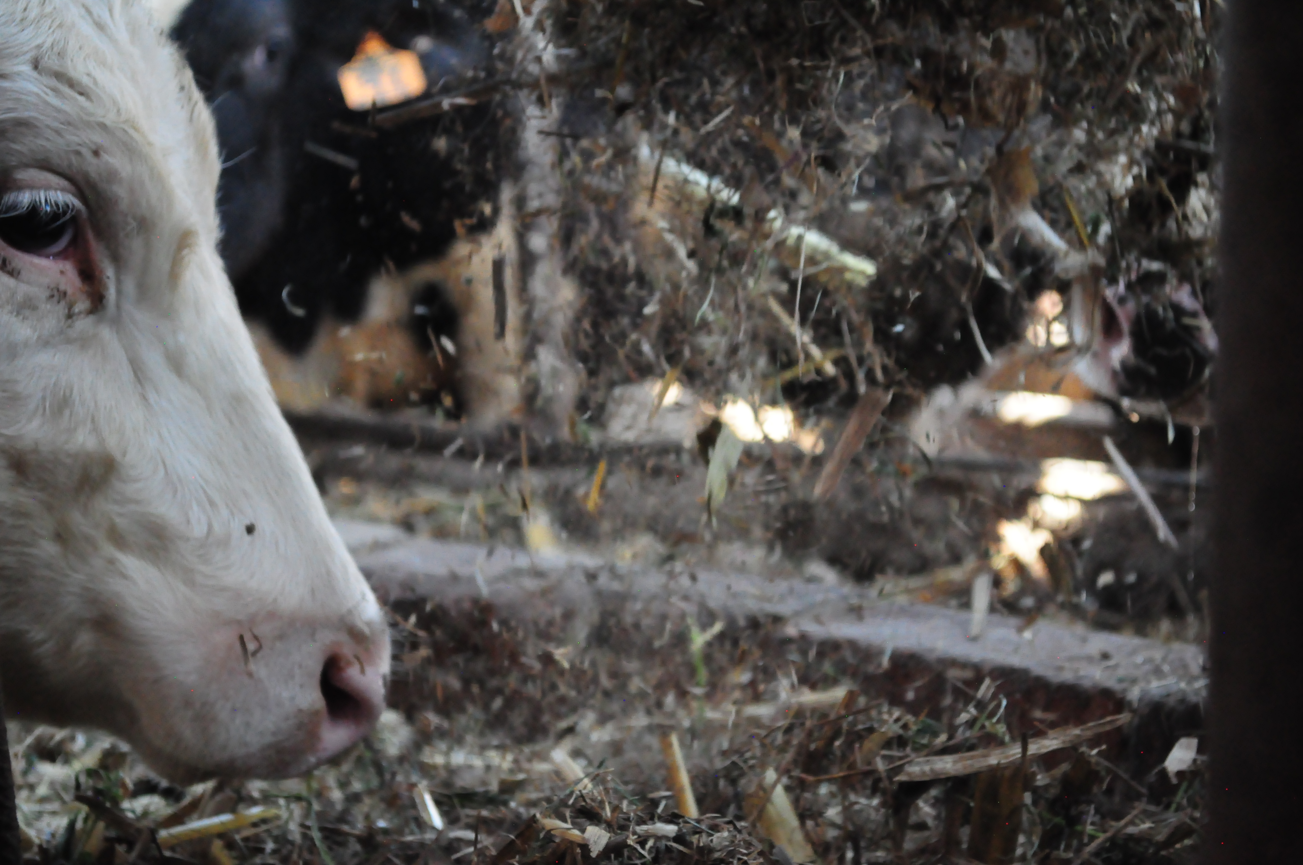 Fotografía de Campo